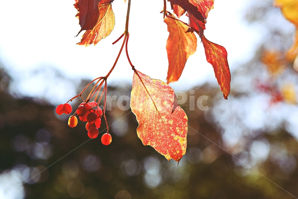단풍,낙엽,나무잎,잎,식물,자연,계절,색상,색감,색,가을,계절,fall,autumn,season,식물,자연,plants,nature,plant,leaf,tree,나무