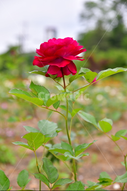꽃,야생화,정원,수목원,자연,봄,여름,장미,식물,자연,plants,nature,꽃,flower