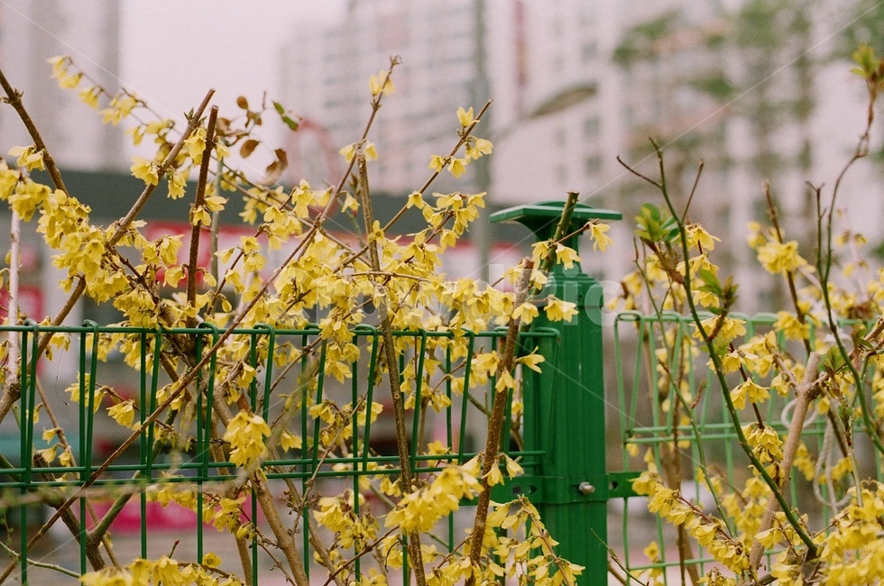 개나리,봄,자연,sping,꽃,flower,nature,forsythia,film,아날로그,필름