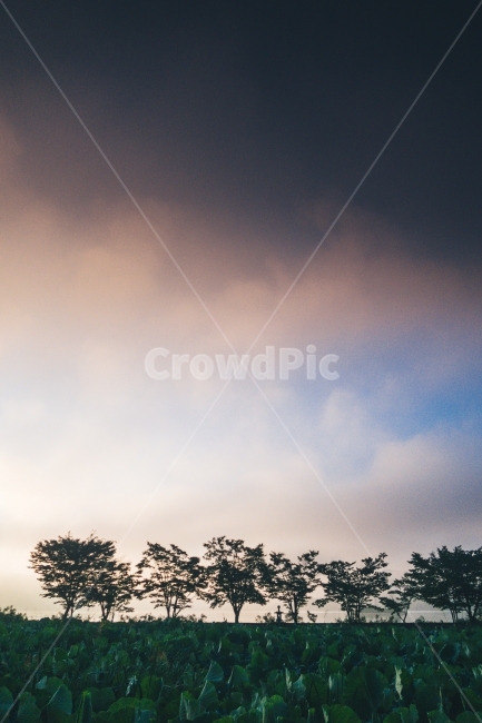 twilight,황혼,새벽,두물머리,나무,자연,풍경,nature,landscape,한국자연풍경,한국자연경관,korea nature landscape,outdoors,옥외
