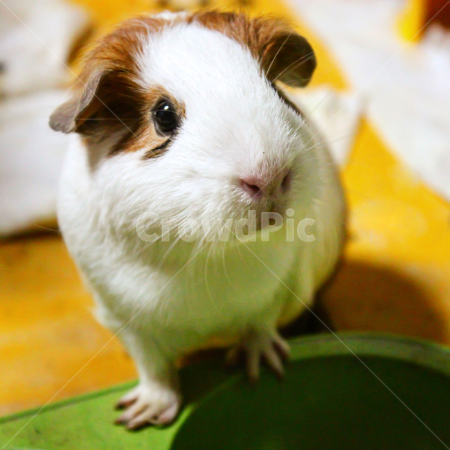 동물,애완동물,기니피그,포유류,털,동물,animal,포유류,mammal