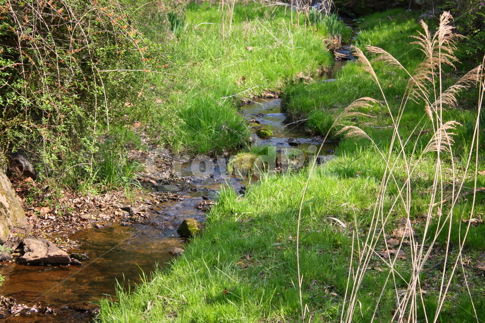 water,물,nature,자연,outdoors,옥외,초록,식물,자연,plants,nature