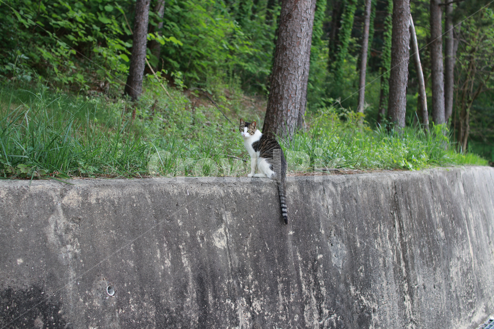 길냥이,cat,고양이,코숏,자연,동물,animal,포유류,mammal,고양이,cat,kitten,kitty