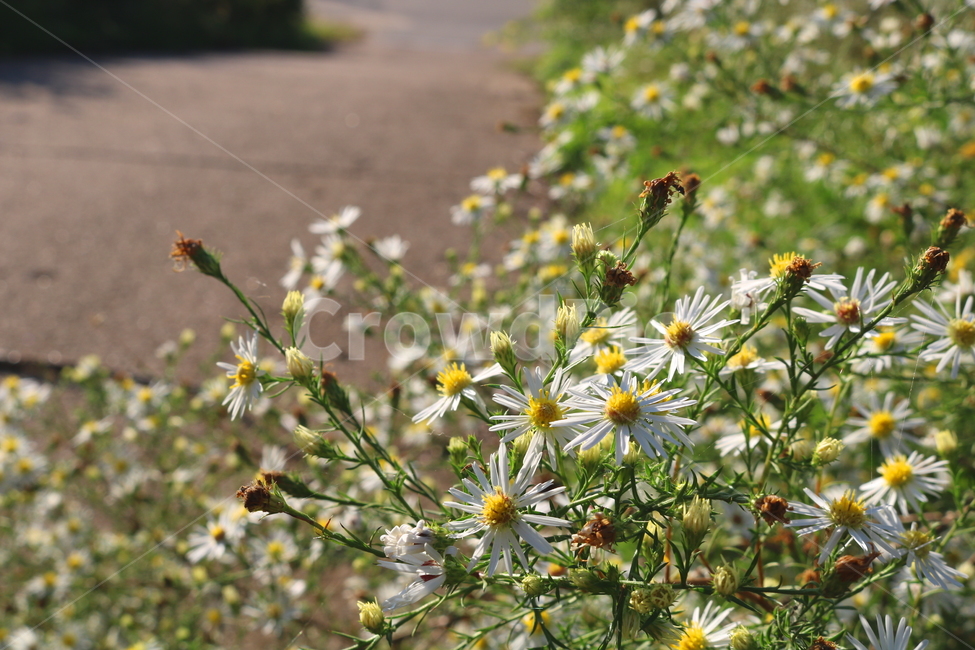 꽃,쑥부쟁이,식물,야생화,들꽃,미국쑥부쟁이,털쑥부쟁이,국화,국화과,자연,흰꽃,작은꽃,공원,산책길,식물,자연,plants,nature,꽃,flower
