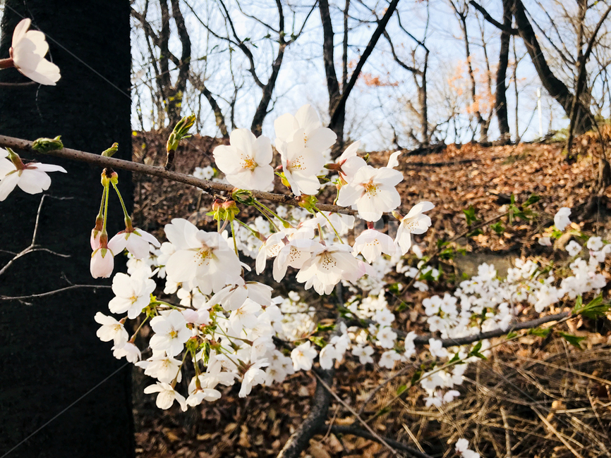 벚꽃,봄꽃,꽃,봄,벚나무,나무,자연,계절,blossom,spring,flower,plant,nature,season,식물,자연,plants,nature,꽃,flower