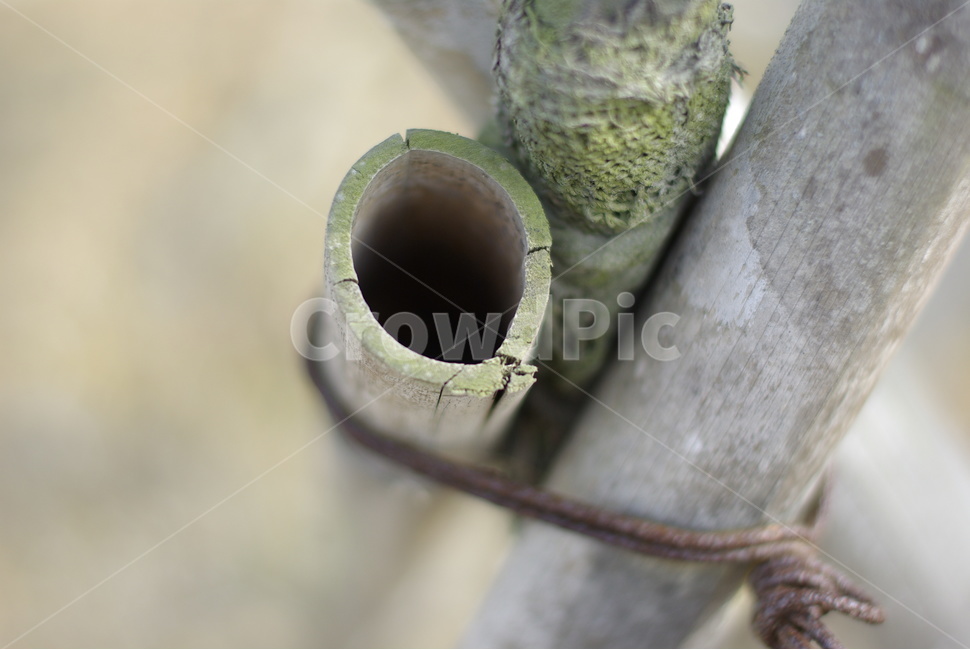 감성,나무,접사,분위기,tree