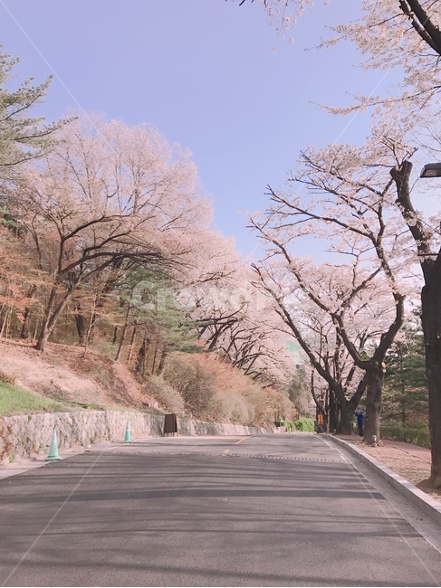 출근길,벚꽃길,벚꽃나들이,벚꽃,풍경,cherryblossom,sakura