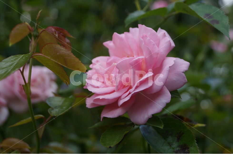 장미,로즈,rose,식물,꽃,flower,분홍,분홍장미,분홍색,식물,자연,plants,nature,꽃,flower