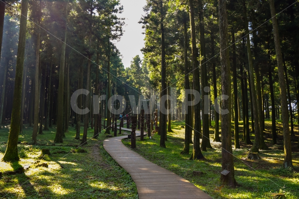 숲길,절물자연휴양림,제주도,자연,풍경,자연,풍경,nature,landscape,휴식,힐링,rest,relaxation,healing,plant,식물,tree,나무,path,통로