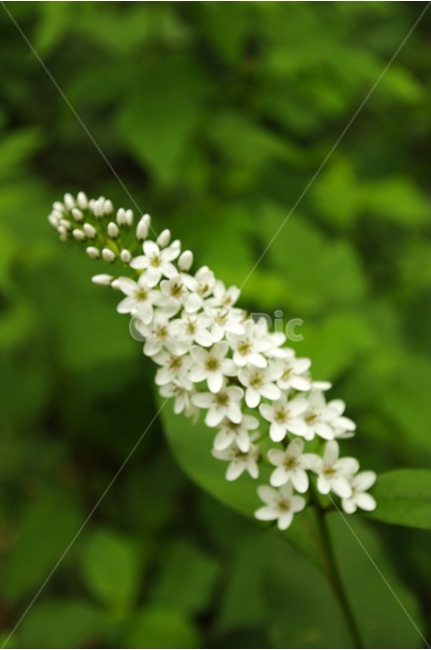 까치수염,꽃,식물,flower,color,nature,자연,식물,자연,plants,nature,꽃,flower