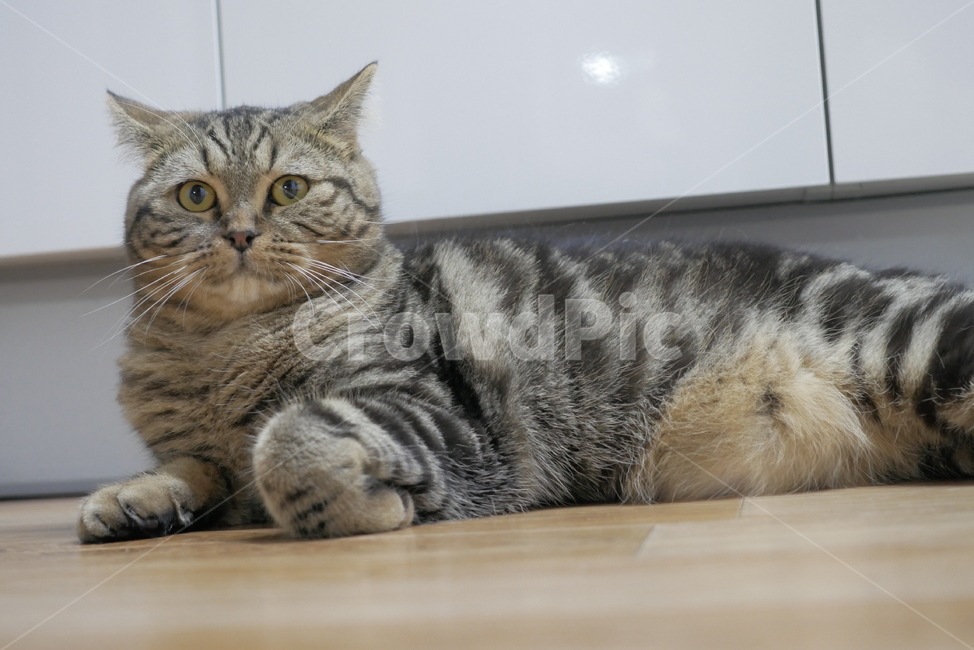 고양이,개냥이,동물,표정,얼굴,귀여운,동물,animal,포유류,mammal,고양이,cat,kitten,kitty