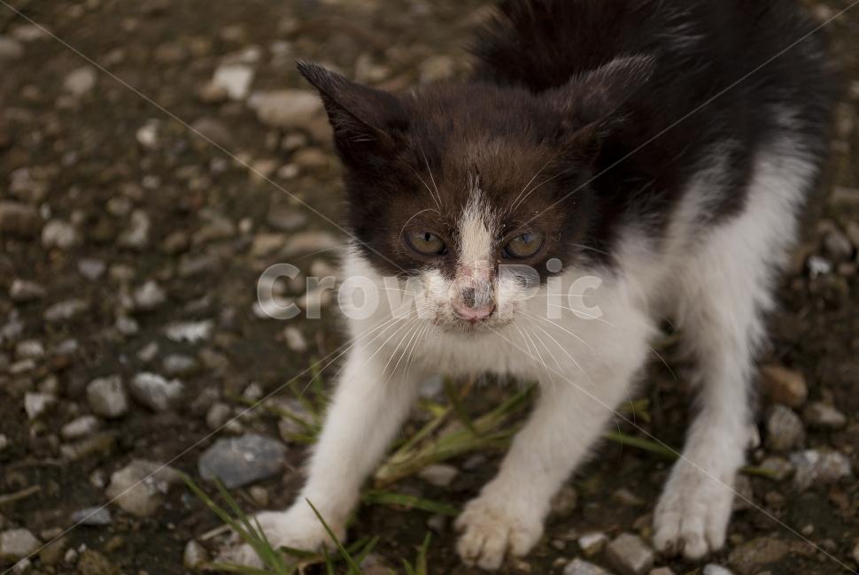 고양이,경계,동물,cat,길고양이,동물,animal,포유류,mammal,고양이,cat,kitten,kitty