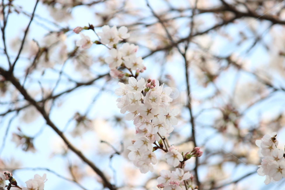 봄,벚꽃,맑음,풍경,배경,봄,계절,spring,season,식물,자연,plants,nature,꽃,flower,plant,blossom