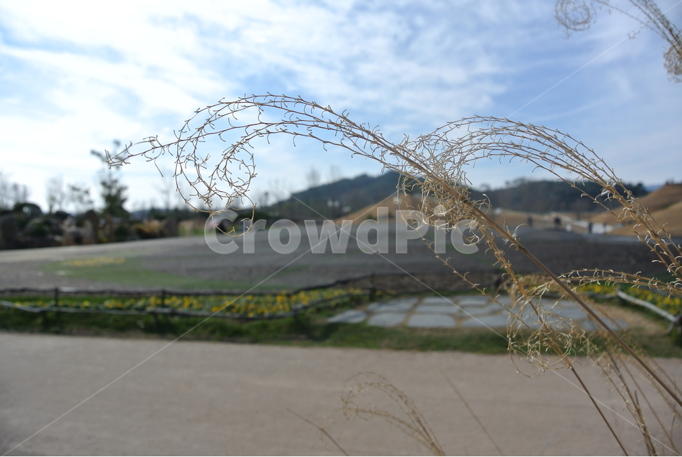 plant,식물,grass,갈대,하늘