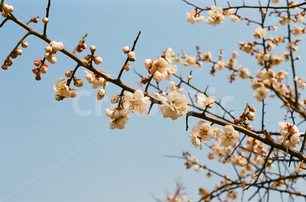 매화,화사함,눈부심,따뜻함,봄,봄,계절,spring,season,식물,자연,plants,nature,꽃,flower,감성,sensible,feeling,plant