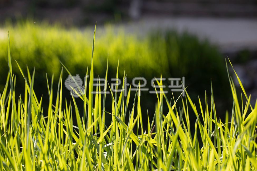 풀잎, 풀, 아웃도어, 그린, 녹색, 사진,이미지,일러스트,캘리그라피 - 네로수작가