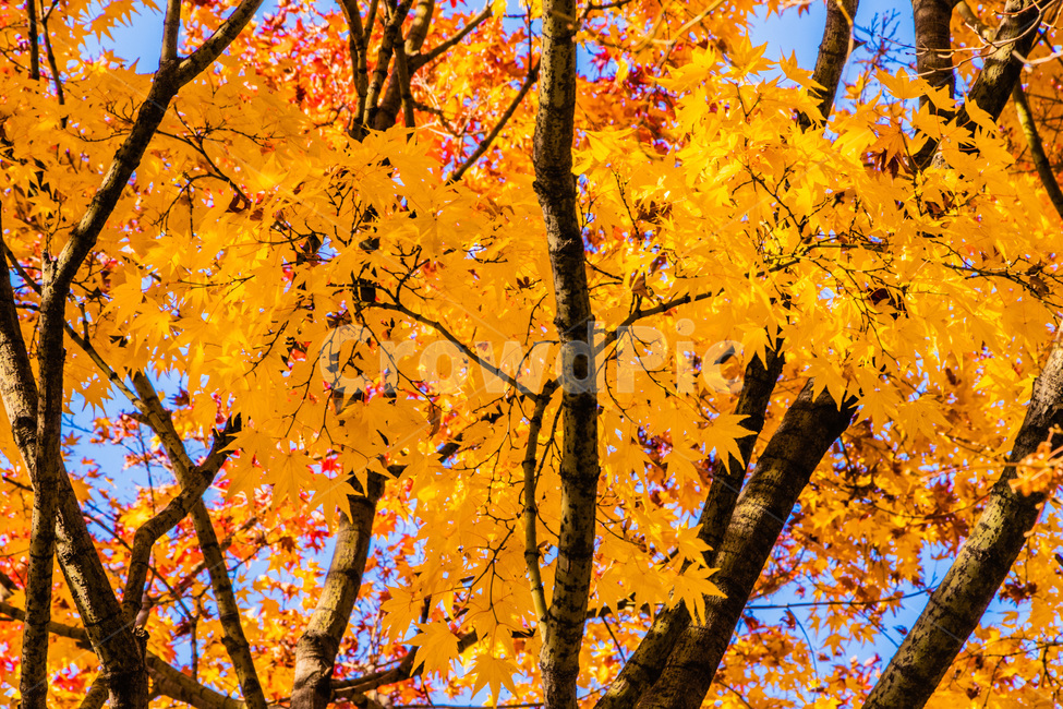 단풍,단풍나무,가을단풍,단풍잎,maple,foliage,가을,계절,fall,autumn,season,leaf,잎,plant,식물,tree,나무