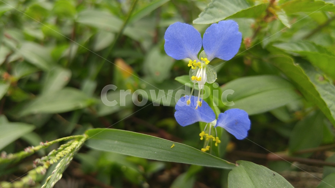 닭의장풀,닭의밑씻개,꽃,flower,dayflower,commelinacommunisl