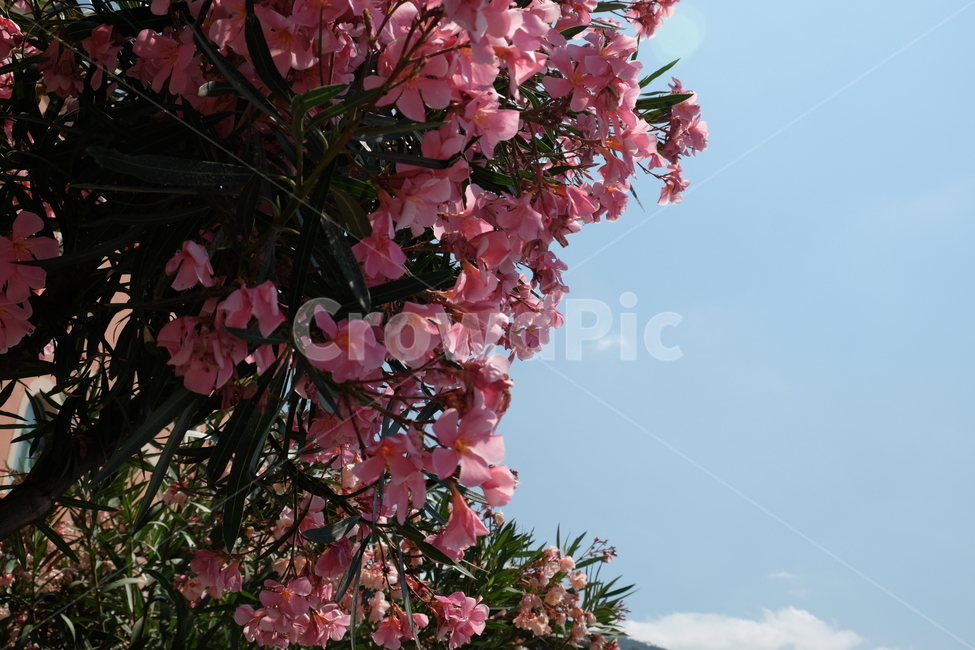 꽃,나무,식물,하늘,자연,봄,봄,계절,spring,season,식물,자연,plants,nature,꽃,flower,plant,blossom,cherry blossom,벚꽃