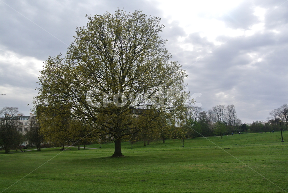 나무,하늘,자연,푸르름,흐림,자연,풍경,nature,landscape,grass,잔디,plant,식물,tree