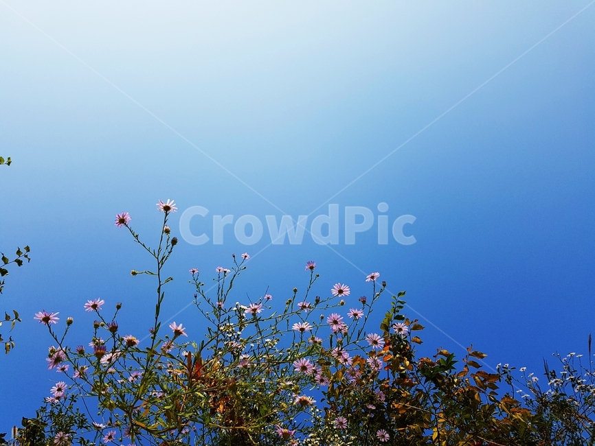 꽃,가을꽃,가을들꽃,들꽃,벌개미취,가을,가을하늘,국화과,식물,자연,plants,nature,꽃,flower