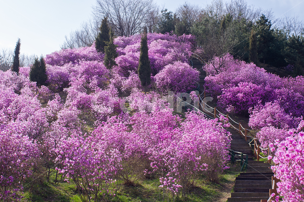 plant,식물,꽃,진달래,진달래꽃,봄,봄꽃,분홍,분홍꽃,azalea,azaleaflower,flower,동산,진달래동산,bucheon,korea,자연,풍경,nature,landscape