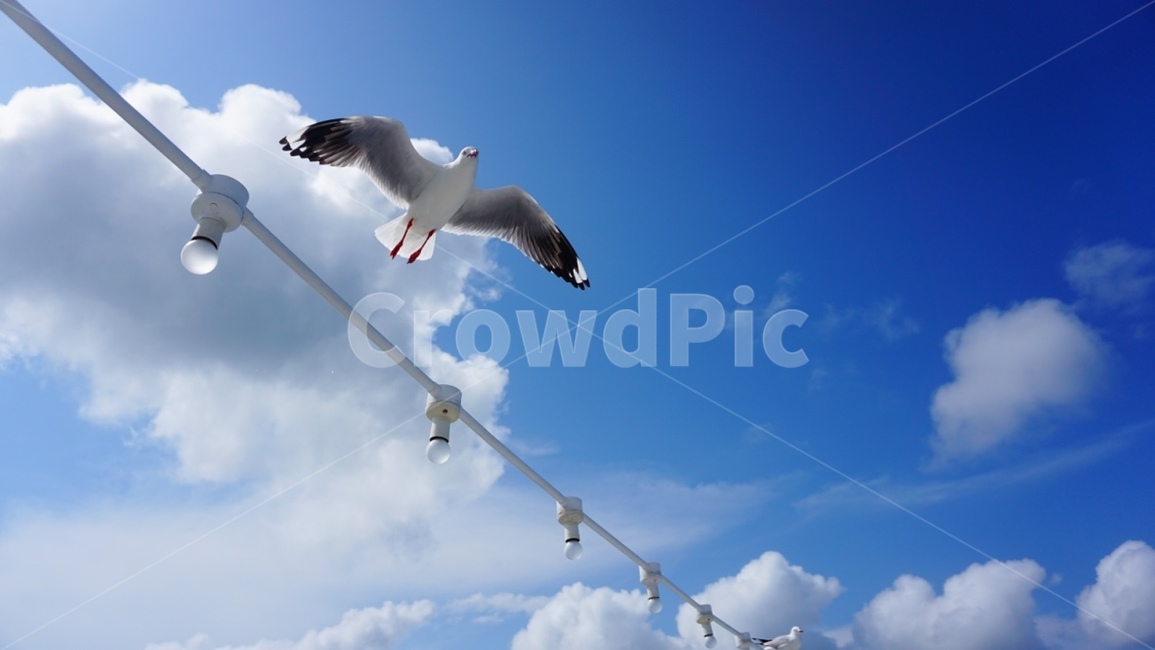 하늘,갈매기,sky,gull,seagull,austrailia,호주
