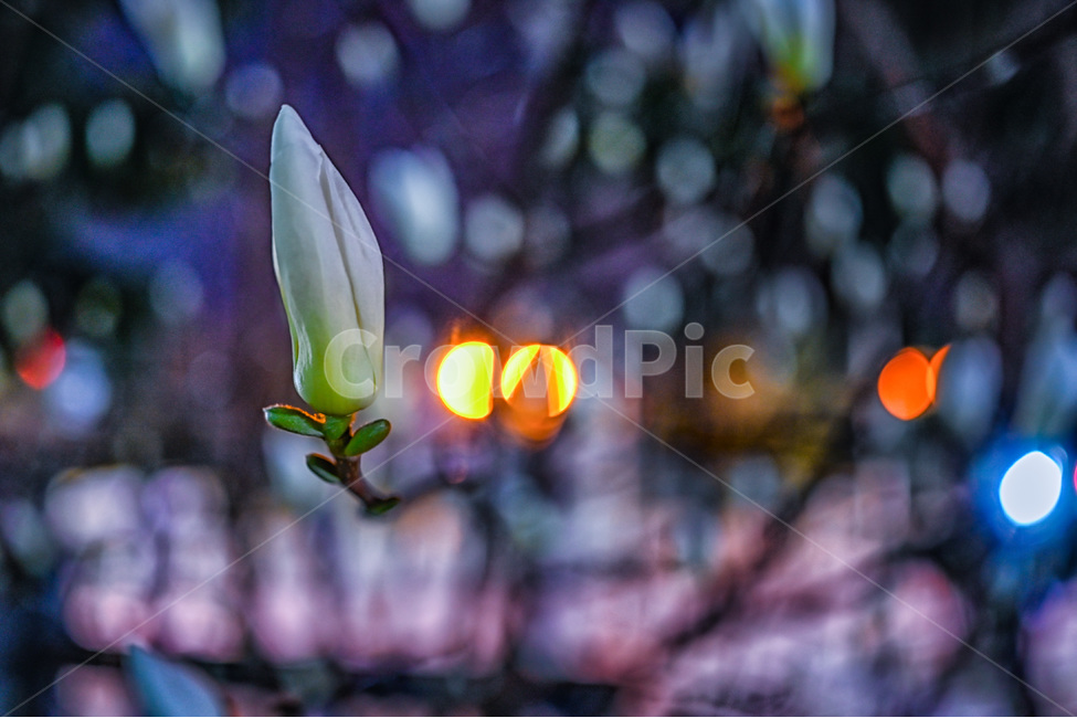 bud,싹,blossom,flower,꽃,새싹,sprout,식물,plant,목련,목련꽃,꽃봉우리