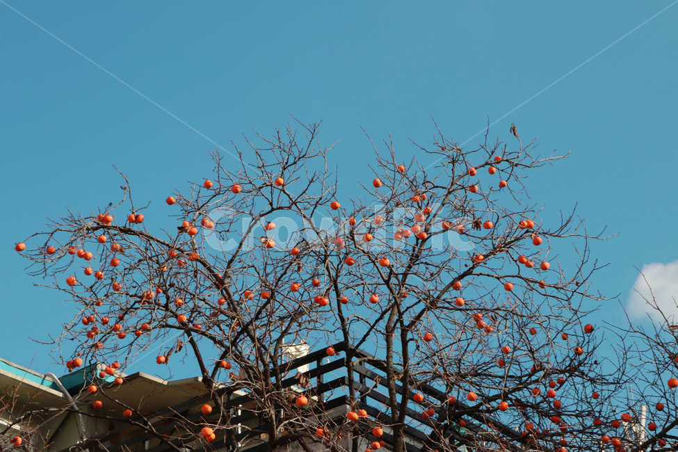 plant,식물,감나무,하늘,파란하늘,bluesky,sky,나무,tree,가을,계절,fall,autumn,season,과일,열매,fruit