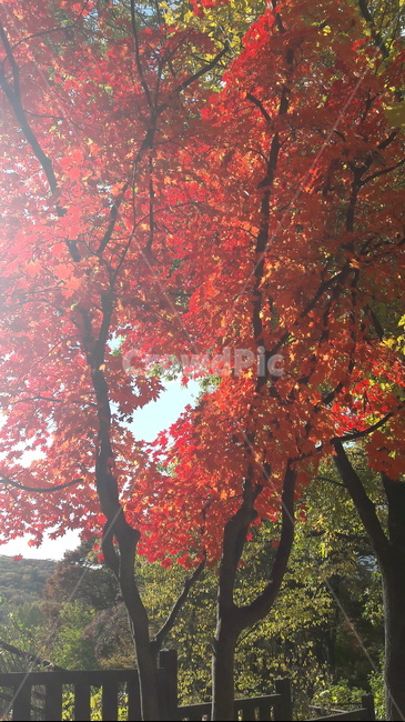 가을,단풍,나무,하늘,아름다움,가을,계절,fall,autumn,season,leaf,잎,plant,식물,tree,maple