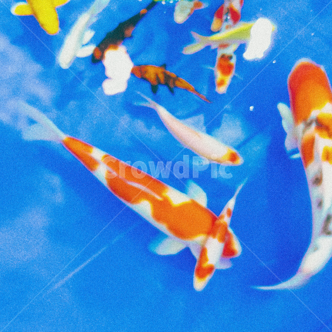 물고기,fish,잉어,비단잉어,수족관,animal,물,어류,물고기,fish