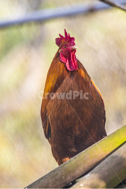 동물,닭,토종닭,수탉,새,조류,부리,가축,닭띠,동물,animal,조류,새,birds