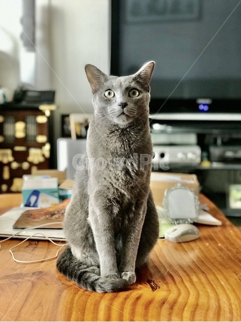고양이,반려묘,cat,반려동물,러시안블루,cats,냐옹,냥