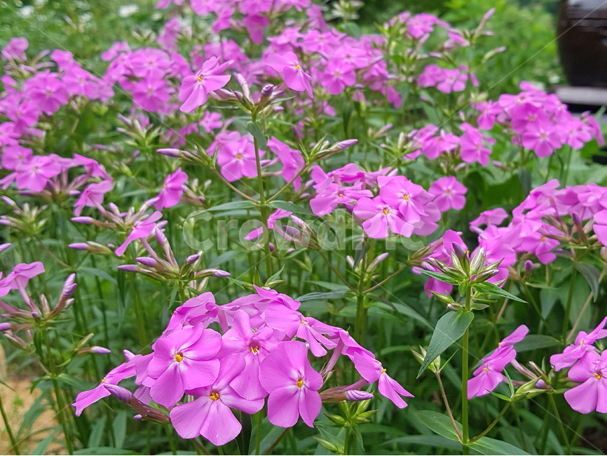 차가플록스,꽃,자연,식물,배경,flower,nature,plants,abstract,background,pink,봄,식물,자연,plants,nature,꽃,flower