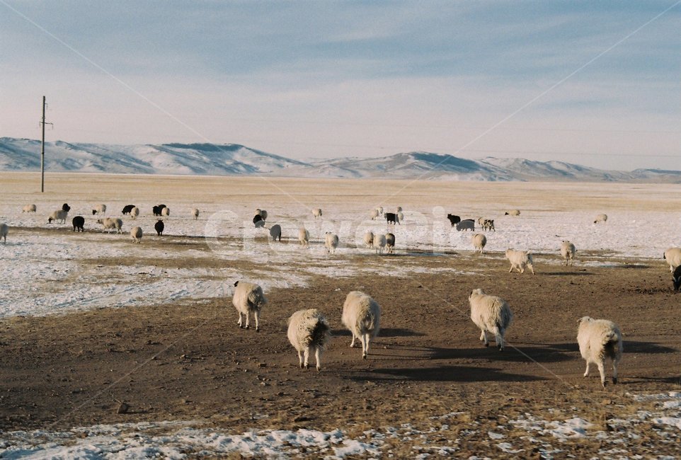 몽골,양,동물,겨울,산,동물,animal,포유류,mammal