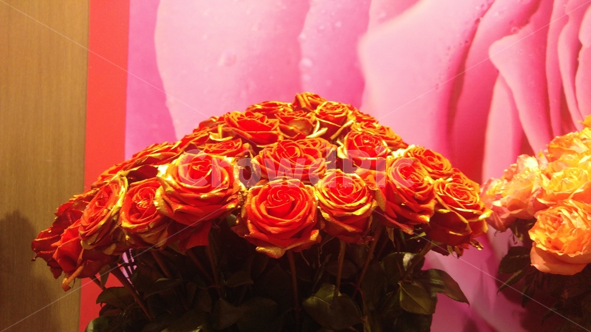 장미,rose,gold,blossom,꽃