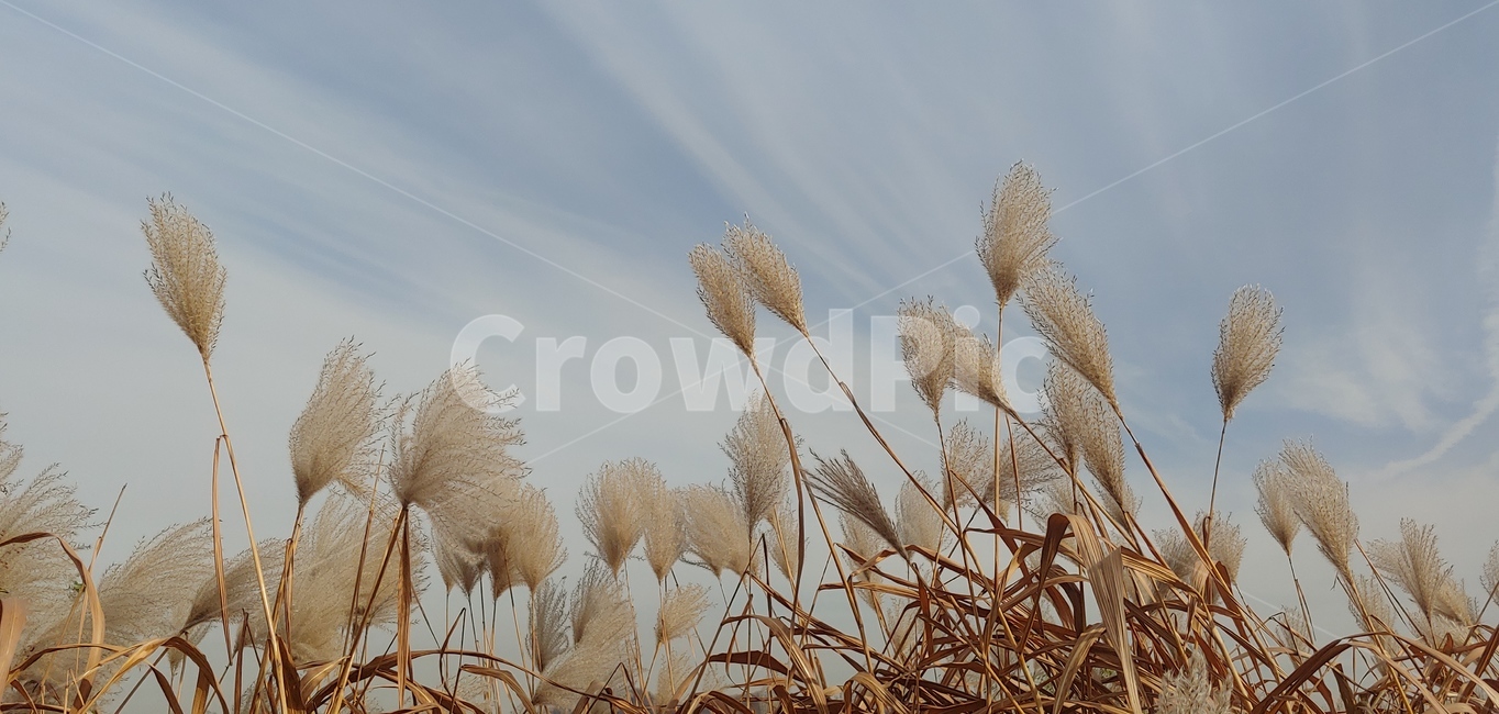 가을,계절,갈대,하늘,구름,가을,계절,fall,autumn,season,식물,자연,plants,nature,grass,잔디,plant,lawn,reed