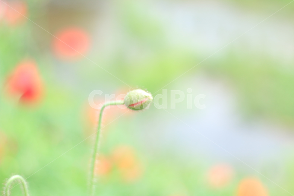 여름,향기,비,양귀비,위로,식물,자연,plants,nature,꽃,flower