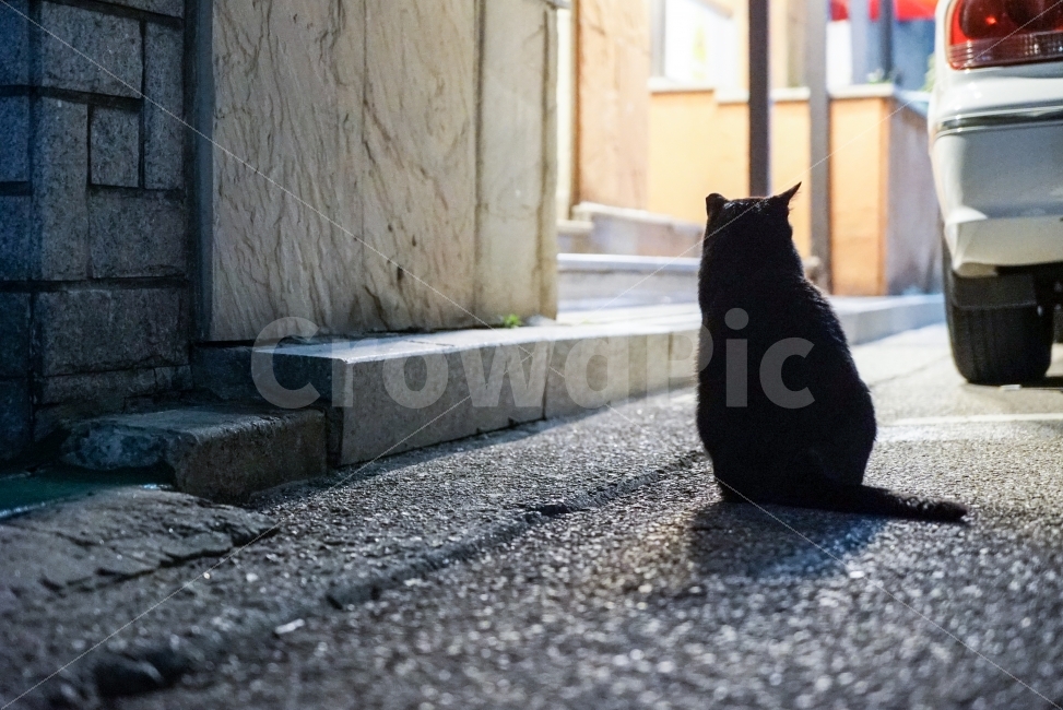 night view,back view,night cat,stray cat,cat,night,animal