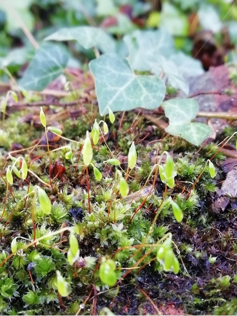 moss,이끼,plant,식물,담쟁이,ivy