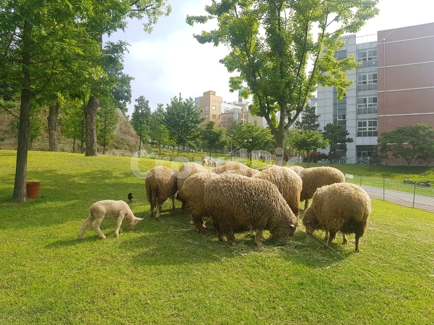 양,sheep,animal,동물,목초지,nature,자연,field,목축업,목장,livestock farming,ranching,pasture