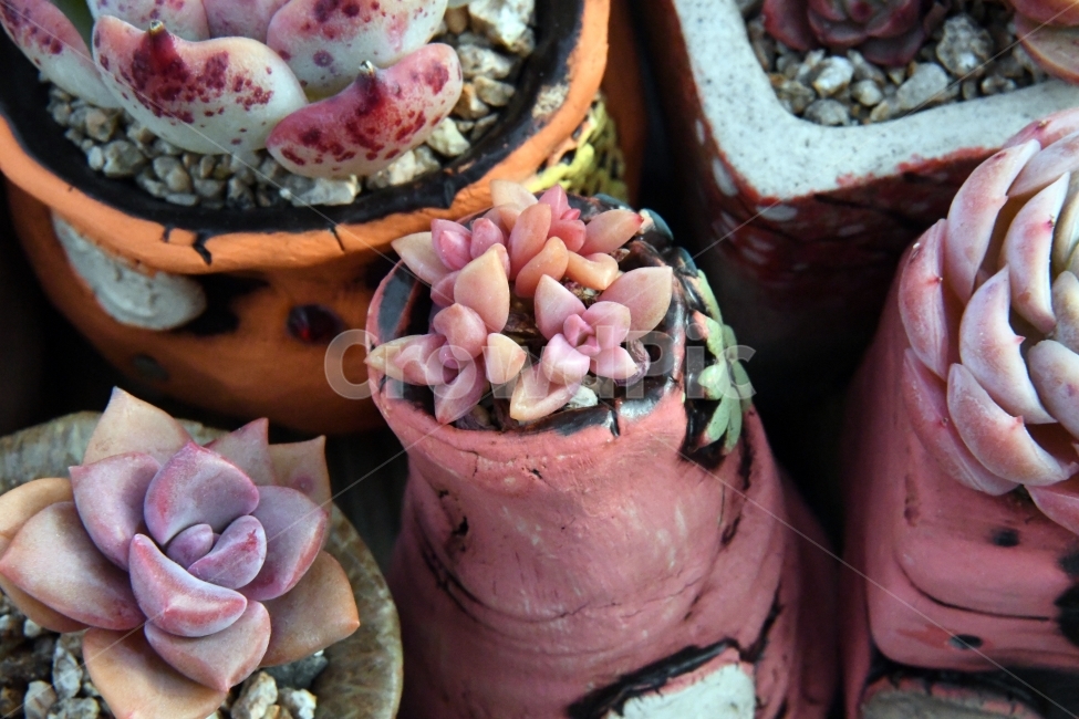 다육이,다육,다육식물,화분,식물,화초,배경,자연,plants,취미,그린,환경,키우기,아름다운,화려한,생명,생활,background,식물,자연,plants,nature