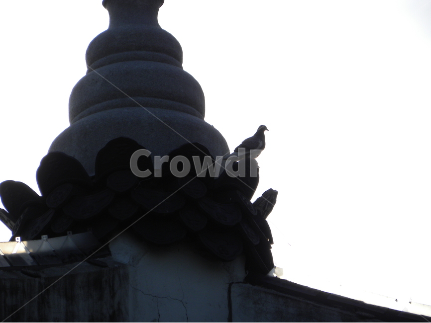 비둘기,새,처마,정자,누각,팔각정,dove,bird,eaves,pavilion,palace,한국전통,한국문화,korean traditional,korean culture,동물,animal,조류,새,birds