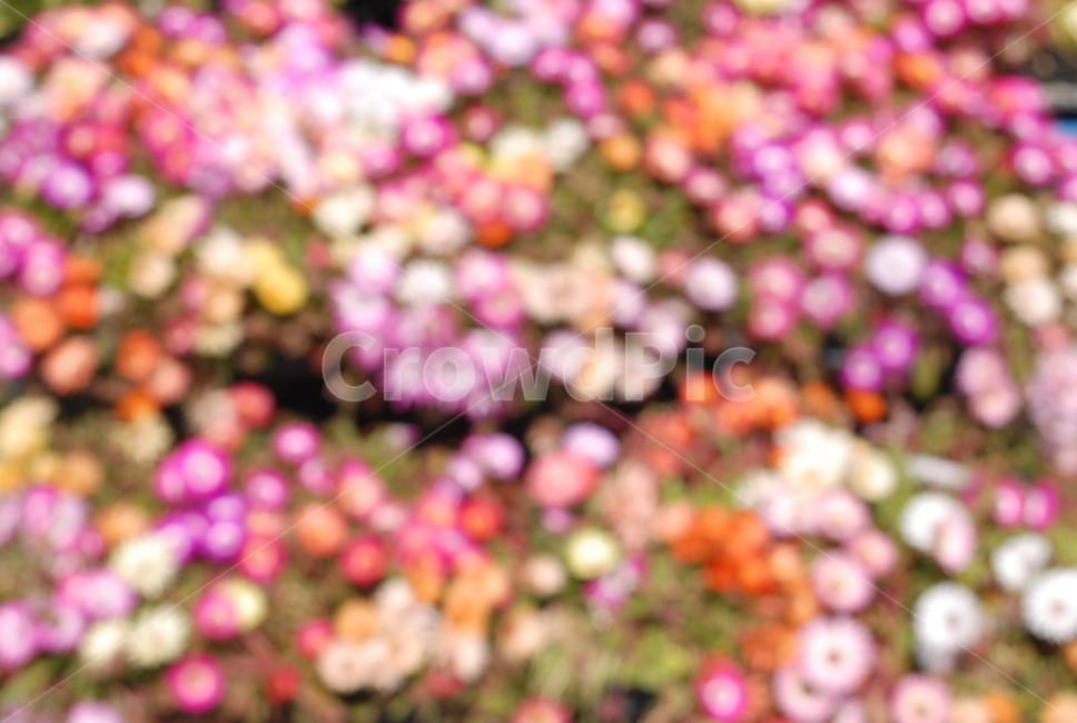 흐릿한,꽃,데이지,알록달록,자연,꽃,flower