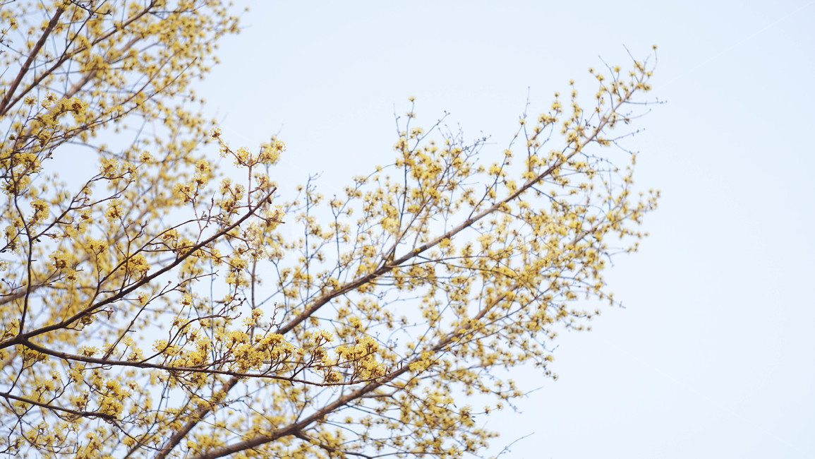 꽃배경,꽃,봄,꽃한송이,배경,편안한,빛,봄,계절,spring,season,식물,자연,plants,nature,꽃,flower,plant