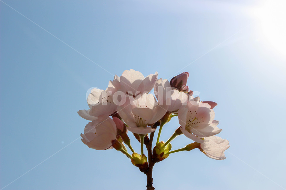 벚꽃,spring,blossom,cherryblossom,꽃,식물,plant,하늘,봄,flower,식물,자연,plants,nature,꽃,flower