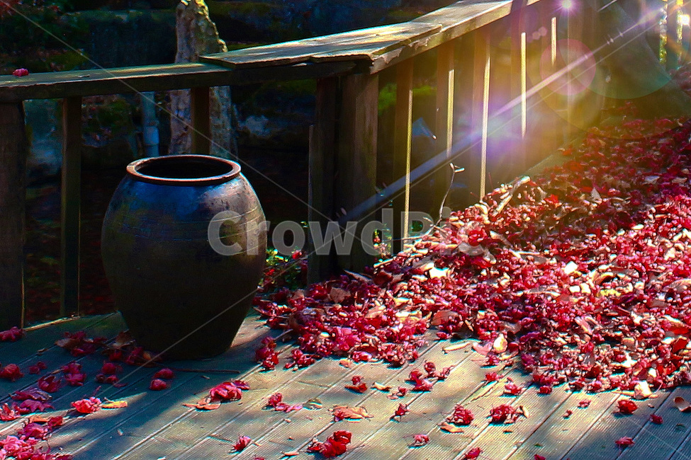 가을,단풍,낙옆,자연,식물,항아리,가을,계절,fall,autumn,season,식물,자연,plants,nature
