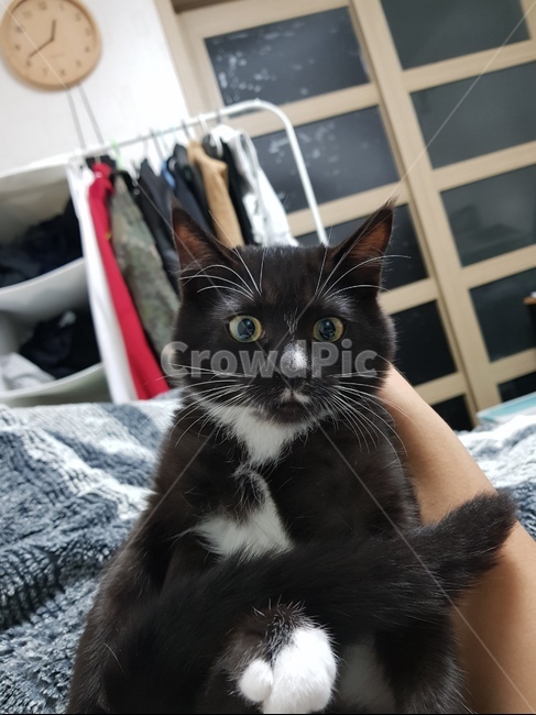 고양이,검은고양이,코숏,검정색흰색,돌물,애완동물,동물,animal,포유류,mammal,고양이,cat,kitten,kitty