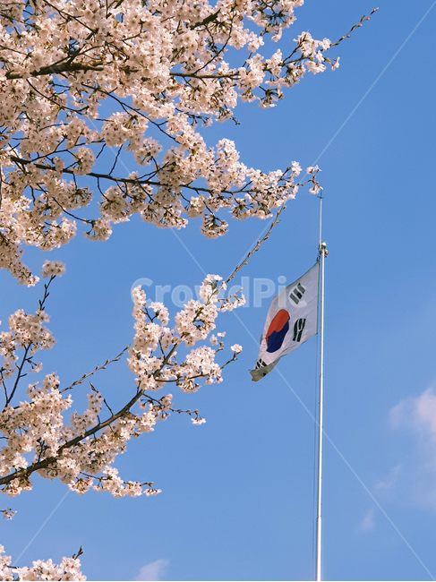 spring,봄,cherryblossom,벚꽃,태극기,flag,plant,식물,flower,꽃,blossom,하늘,sky,pinkflowers,깃발,상징,symbol,봄,계절,spring,season,식물,자연,plants,nature,꽃,flower