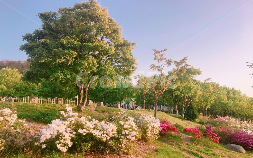 plant,식물,tree,나무,grass,잔디,풍경